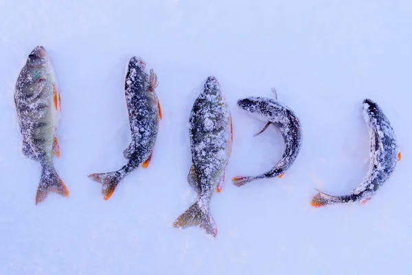 Peces Perca Encuentra Nieve Invierno Pesca Con Hielo Invierno Pesca — Foto de Stock