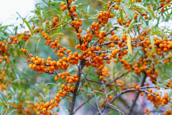 Sea Buckthorn Use Juices Compotes Wines Sea Buckthorn Oil Oil — Stock Photo, Image