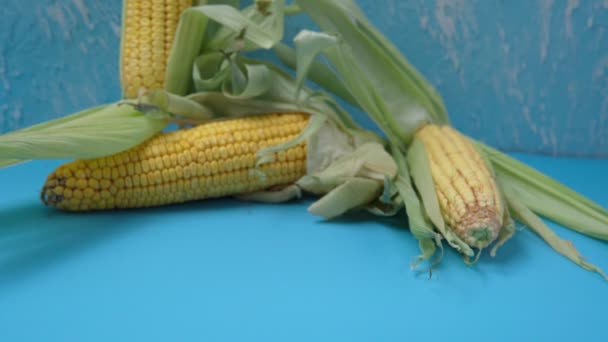 Национальный день попкорна 19 января. Белый попкорн и кукурузные початки. Синий фон — стоковое видео