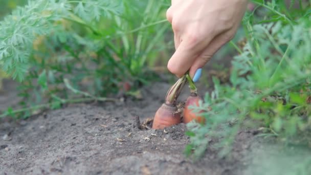 Морковное растение выращивается на экологической ферме. зеленые растения. Медленное движение. Селективный фокус — стоковое видео