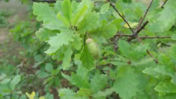 緑の葉とアコーンを持つオークの枝。背景がぼやけている。閉鎖. — ストック動画