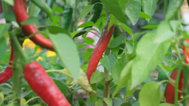 Piros paprika betakarítás szakadás, chili paprika közelről, fényes lédús színű gyümölcsöskert. — Stock videók
