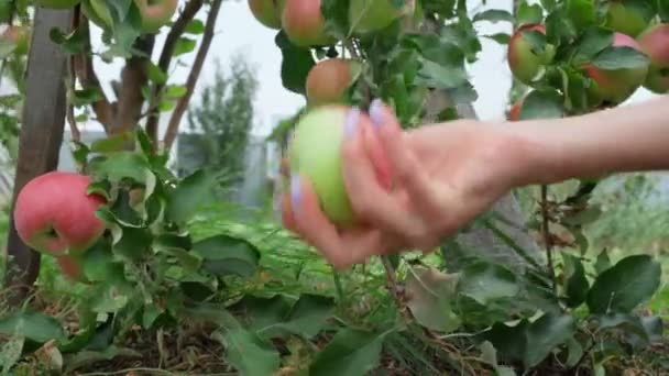 Pomar de maçãs orgânicas recém-colhidas. Conceito de alimentação saudável. — Vídeo de Stock