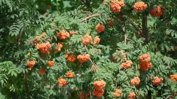 Paisagem, cinza de montanha, cores do verão. Uma árvore com frutos na forma de um ramo. Rowan bagas amadurecem na árvore. — Vídeo de Stock