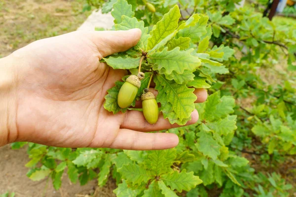 Acorns Fructe Frunze Ramură Stejar Fundal Neclar — Fotografie, imagine de stoc