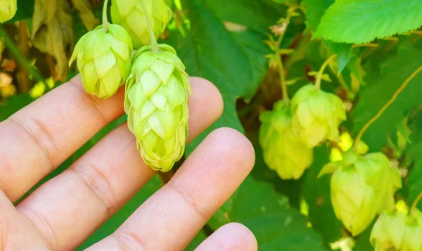 Ruwe Hopbloemen Gebruikt Voor Productie Van Hoogwaardig Bier Ecologisch Geoogst — Stockfoto