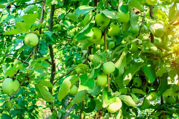 Organiczne Zielone Jabłka Rosnące Gałęziach Jabłoni Ogrodzie Naturalne Tło — Zdjęcie stockowe