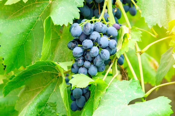Rijp Zwarte Druiven Van Dichtbij Een Plant Vruchtenteelt Selectieve Focus — Stockfoto