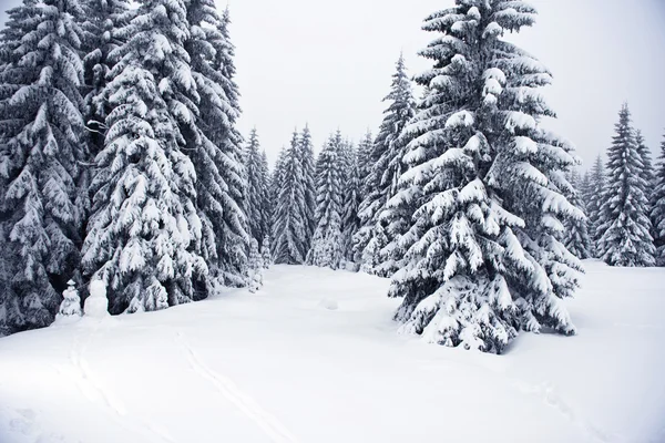 Beautiful landscape of the boreal forest on a cold winter day with coniferous trees covered with snow. — Stock Photo, Image