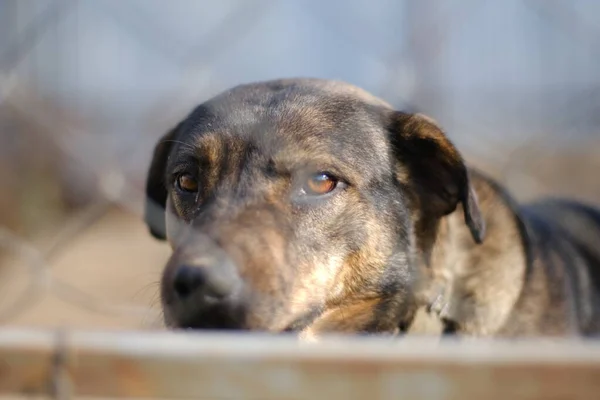 Kuşhanede ağın arkasında bir köpeğin portresi. Yetişkin bir kahverengi köpek, demir bir ağ çitinin arkasında, gün içinde