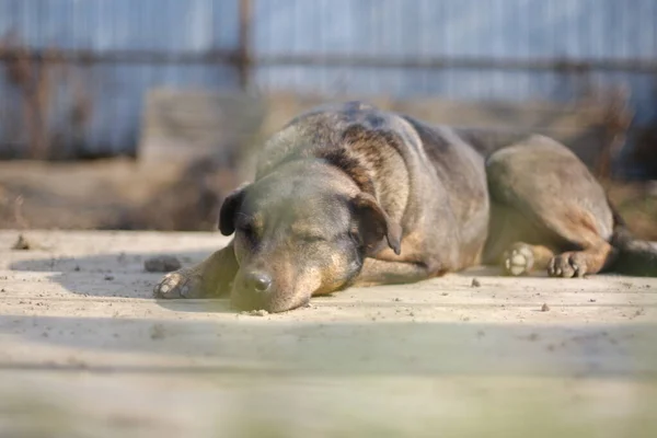 Um cão marrom adulto encontra-se em um recinto atrás de uma rede — Fotografia de Stock