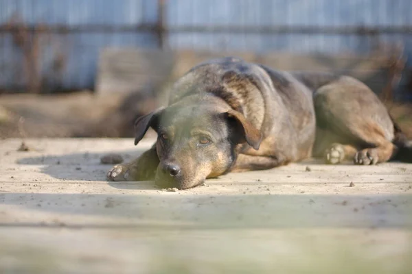 Yetişkin kahverengi bir köpek, bir ağın arkasındaki bir muhafazada uzanıyor.