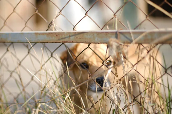 Een kleine bruine hond achter het net kijkt naar rechts — Stockfoto