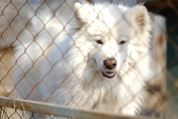 Un grand mâle Samoyed Laika est situé de l'autre côté du filet de fer — Photo