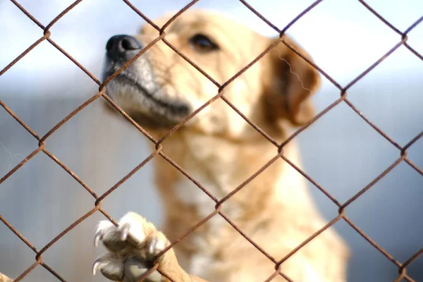 Un cagnolino marrone dietro la rete guarda a sinistra — Foto Stock