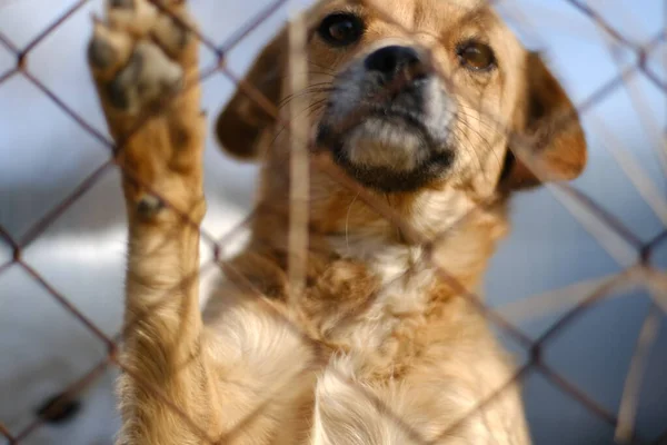 En liten brun hund bakom ett nät tittar framåt på kameran — Stockfoto