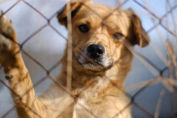 En liten brun hund bakom ett nät tittar framåt på kameran — Stockfoto