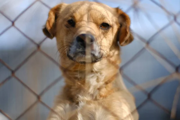 En liten brun hund bakom ett nät tittar framåt på kameran — Stockfoto