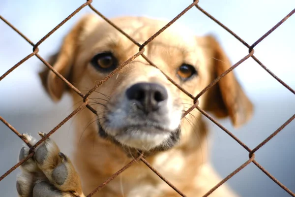 Um pequeno cão marrom atrás de uma rede olha para a frente para a câmera — Fotografia de Stock