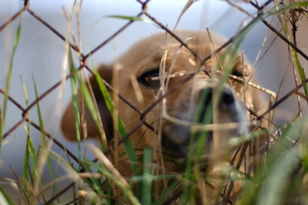 Un piccolo cane marrone dietro una rete guarda avanti alla telecamera — Foto Stock