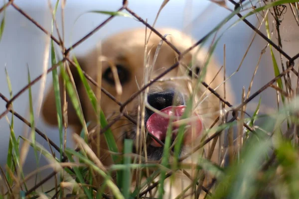一只褐色的小狗在网后看着前方的摄像机 — 图库照片