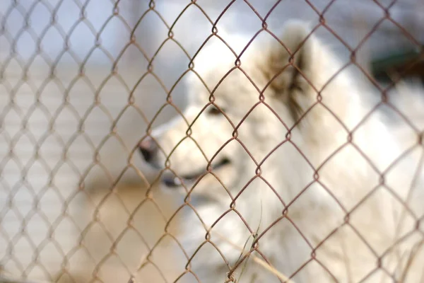 Um grande macho Samoyed Laika está localizado no outro lado da rede de ferro — Fotografia de Stock