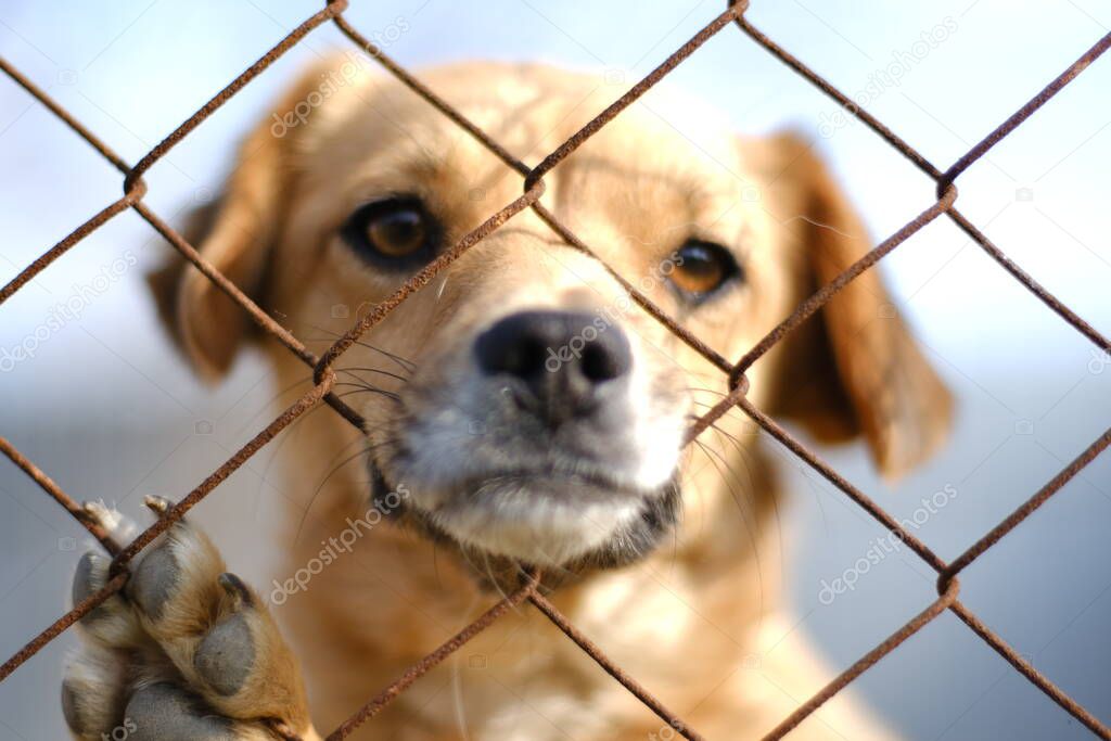 a small brown dog behind a net looks ahead at the camera