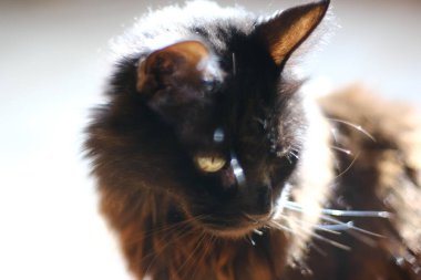 Sarı gözlü yetişkin bir siyah kedi güneşin altında odanın zemininde oturuyor.