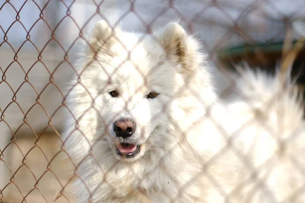 Un gran macho Samoyed Laika se encuentra en el otro lado de la red de hierro —  Fotos de Stock