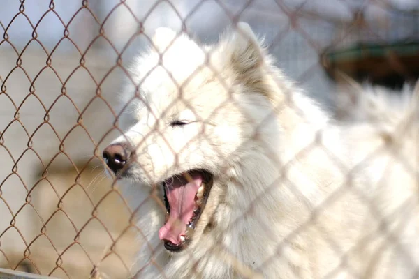 Demir ağın diğer tarafında büyük bir erkek Samoyed Laika bulunmaktadır.