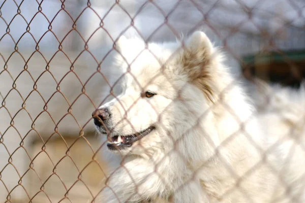 Demir ağın diğer tarafında büyük bir erkek Samoyed Laika bulunmaktadır.