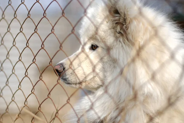 Un grande maschio Samoyed Laika si trova dall'altro lato della rete di ferro — Foto Stock