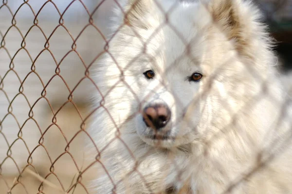 Demir ağın diğer tarafında büyük bir erkek Samoyed Laika bulunmaktadır.