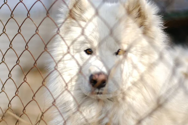 Demir ağın diğer tarafında büyük bir erkek Samoyed Laika bulunmaktadır.