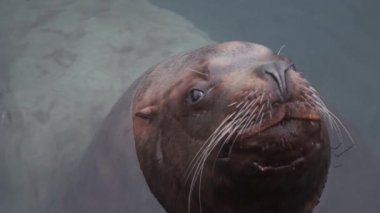 Deniz suyundaki bir deniz aslanının portresi