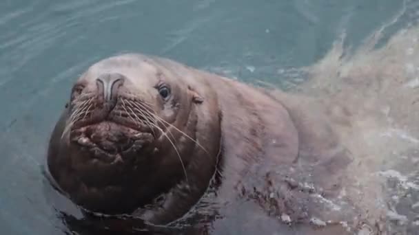 Portret van een zeeleeuw in zeewater — Stockvideo