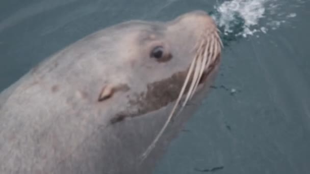 Satu singa laut muncul ke permukaan air — Stok Video