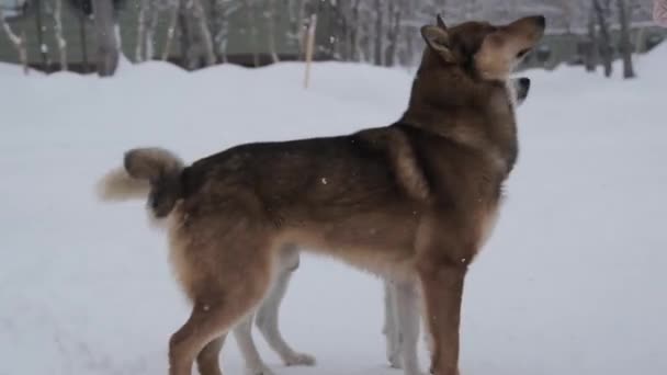 Dois cães lobo-like ficar de lado — Vídeo de Stock