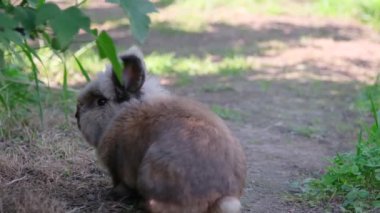 Bir dekoratif tavşan bir patikanın altında oturur, ılık bir yaz güneşli bir gün, oturur ve durur, kımıldamaz.