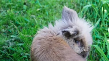 Küçük kulaklı ve kahverengi-gri renkli dekoratif bir tavşan yeşil çimlerin üzerinde oturur ve etrafa bakar, sonra kuyruğundan sonra bir köpek gibi yürümeye başlar, sıcak bir yaz günü, yavaş çekim videosu,