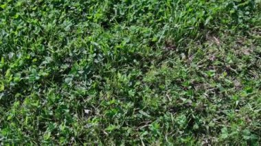 Yeşil çimlerin üst görüntüsü, kamera yana kayar ve dekoratif bir tavşan çerçeveye girer, çerçeveden çıkar çıkmaz, sıcak bir yaz günü güneşli bir gün, yavaş çekim videosu, sakin olur.