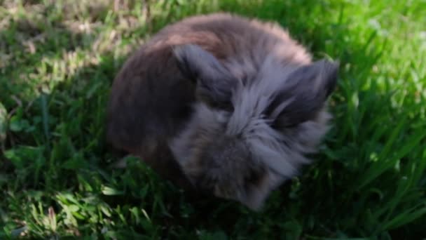 Liten Uppslukande Kanin Med Små Öron Sitter Det Gröna Korta — Stockvideo