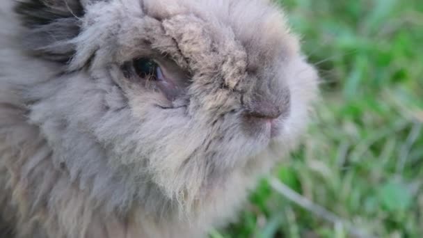 Bir Dekoratif Tavşan Küçük Kulaklarla Oturur Yeşil Çimlerin Üzerinde Kahverengi — Stok video