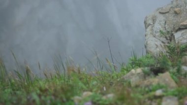 Kayaların üzerindeki bir uçurumun kenarında sisi görebilirsiniz, ve aşağıda denizin dalgalarını görebilirsiniz, yeşil otlar taşların arasından geçer, gün bulutlu ve sisli olur.