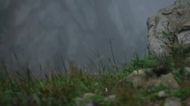 Kayaların üzerindeki bir uçurumun kenarında sisi görebilirsiniz, ve aşağıda denizin dalgalarını görebilirsiniz, yeşil otlar taşların arasından geçer, gün bulutlu ve sisli olur.