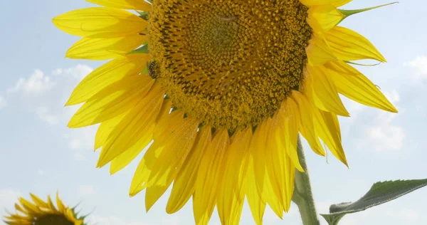 Tarladaki ayçiçekleri Rüzgarda sallanıyor.