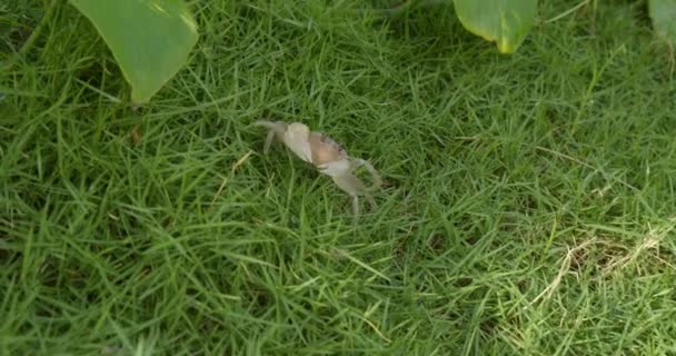 Krabi utíkají. Pískový krab spěchá přes trávník do svého doupěte a setře si písek z očí. Vietnamský mořský krab. — Stock video