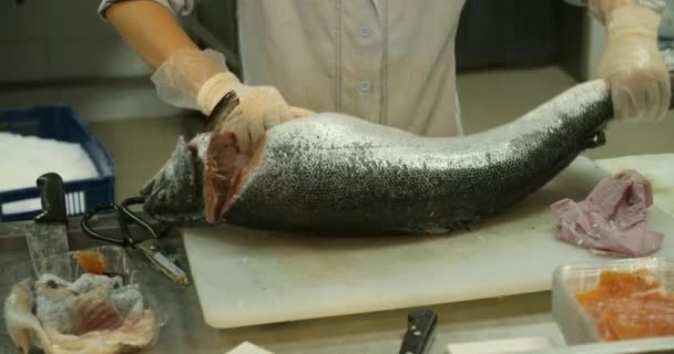 Primo piano di una donna operaia mano in una fabbrica di mercato, una donna si trova sul processo di taglio di un salmone e accatastamento filetti di pesce rosso. Impianto di lavorazione della carne di pesce. Pescheria, taglio di pesce — Video Stock