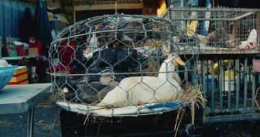 Han Hoa Eyaleti, Vietnam 'da 9 Mayıs 2021' de Vietnamlı yaşlı kadınlar tavuk, kaz, ördek ve Asya 'nın turistik bölgelerinde taze et satıyorlar. Yemek için ev yapımı vahşi kuşlar..