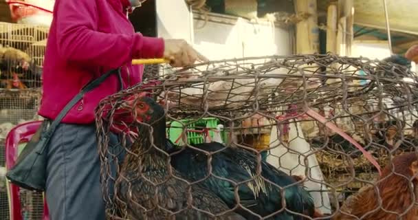 Província de Han Hoa, Vietnã, 9 de maio de 2021. Mulher remove penas de pássaro de um pássaro que está à venda para comer um ganso Mercado de venda de aves vivas galinhas, gansos, patos, mercado de rua na cidade turística da Ásia — Vídeo de Stock